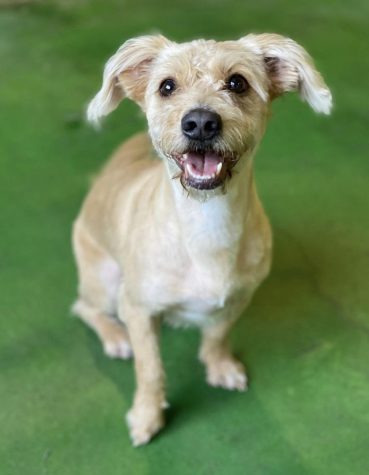 Stanley, Ms. Wilcox's adorable boy, and his beautiful smile.