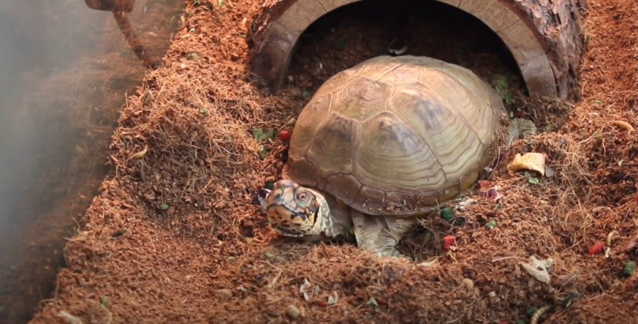 Natasha, the turtle, is often mistaken for a tortoise. 