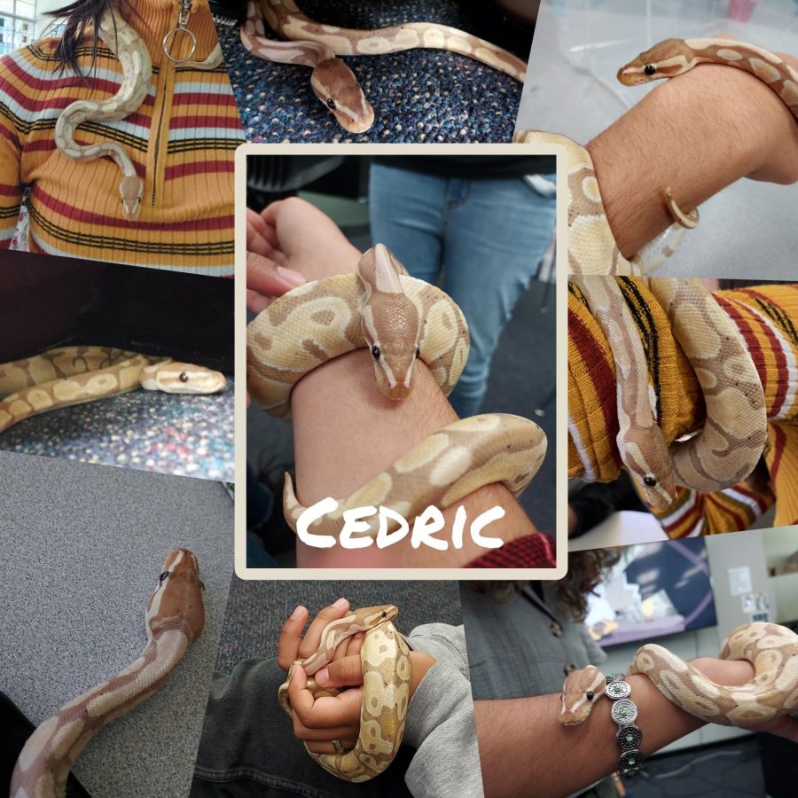 Cedric+slithered+his+way+into+many+hearts+on+MECAs+campus%3B+he+will+be+missed.+