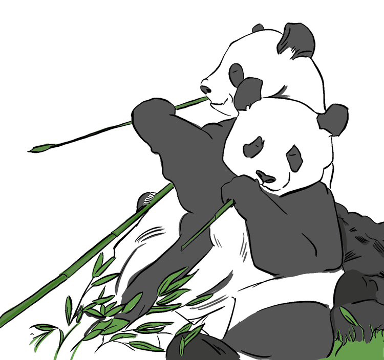 Two Pandas eating bamboo. Bamboo is the main food that giant pandas eat, it gives them nutrients and water. 