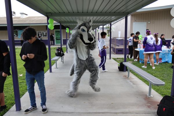 Timmy the Timberwolf. Timmy, our beloved mascot, having fun with MECA students at the fall festival. Timmy is the symbol of our school, he has been with us from the start, we see him every year at festivals and competitions. 