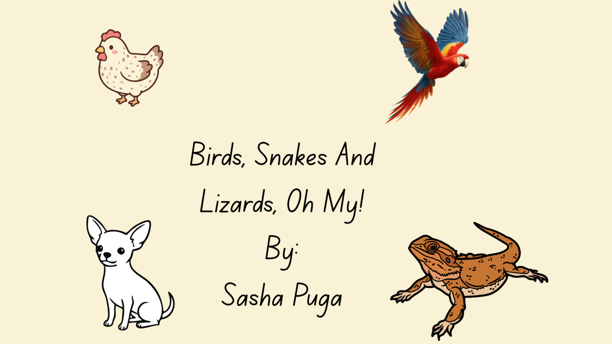 Birds, Snakes And Lizards, Oh My!