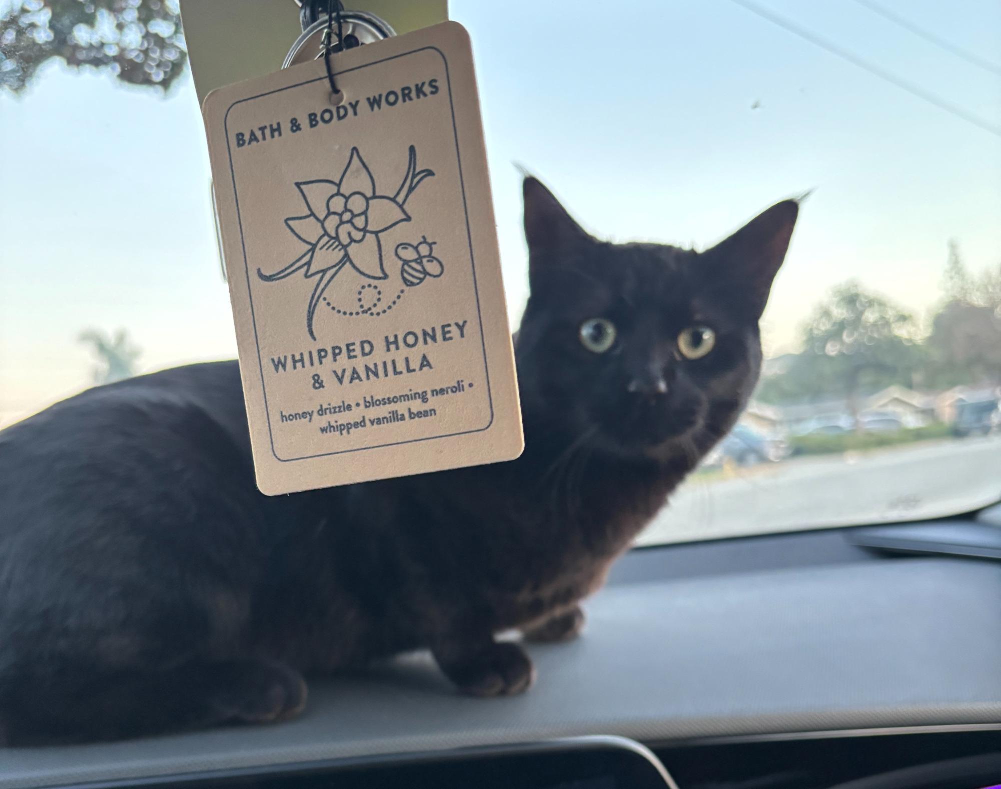 MECA’s Cat Has a New Home