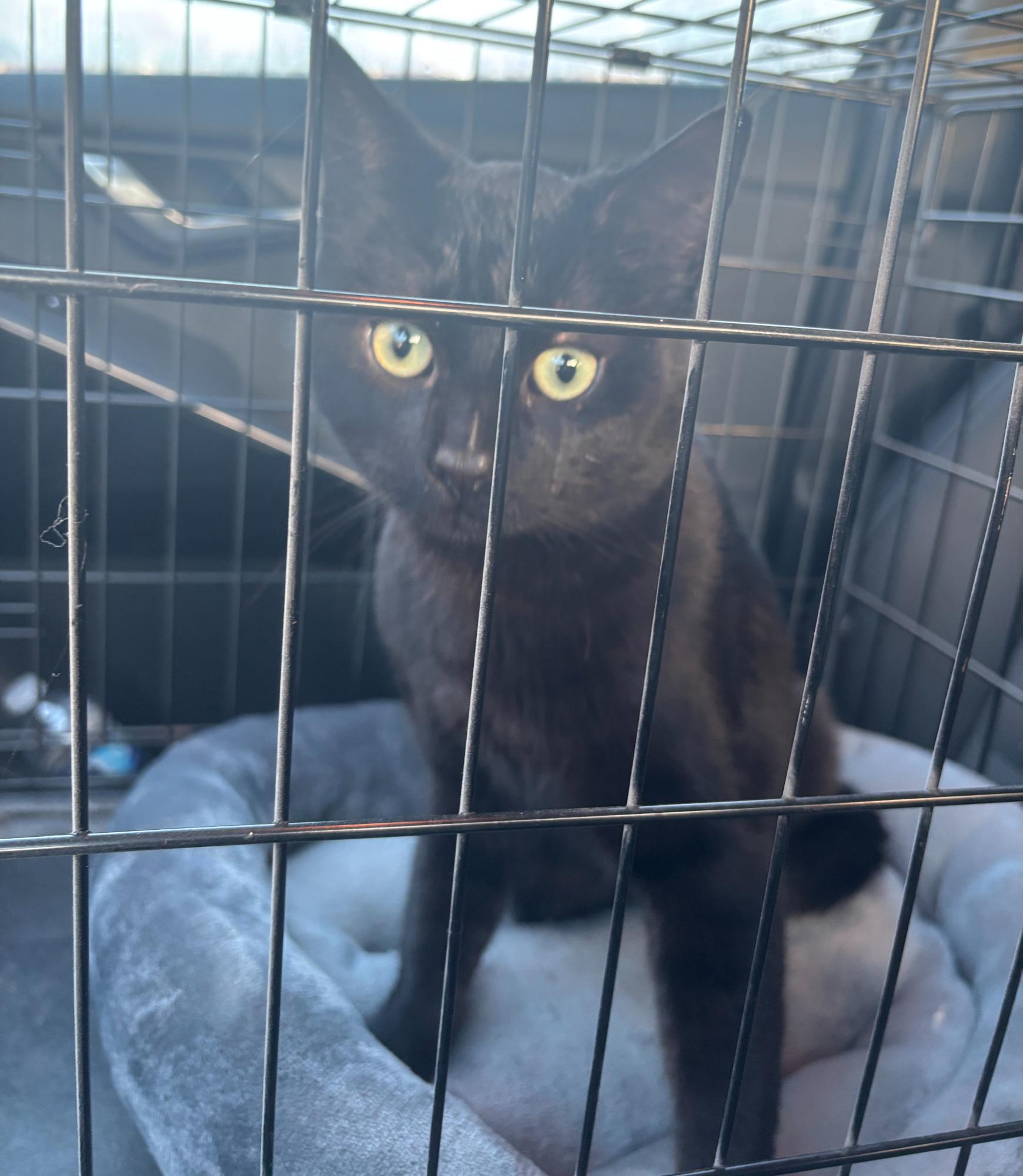 MECA’s Cat Has a New Home