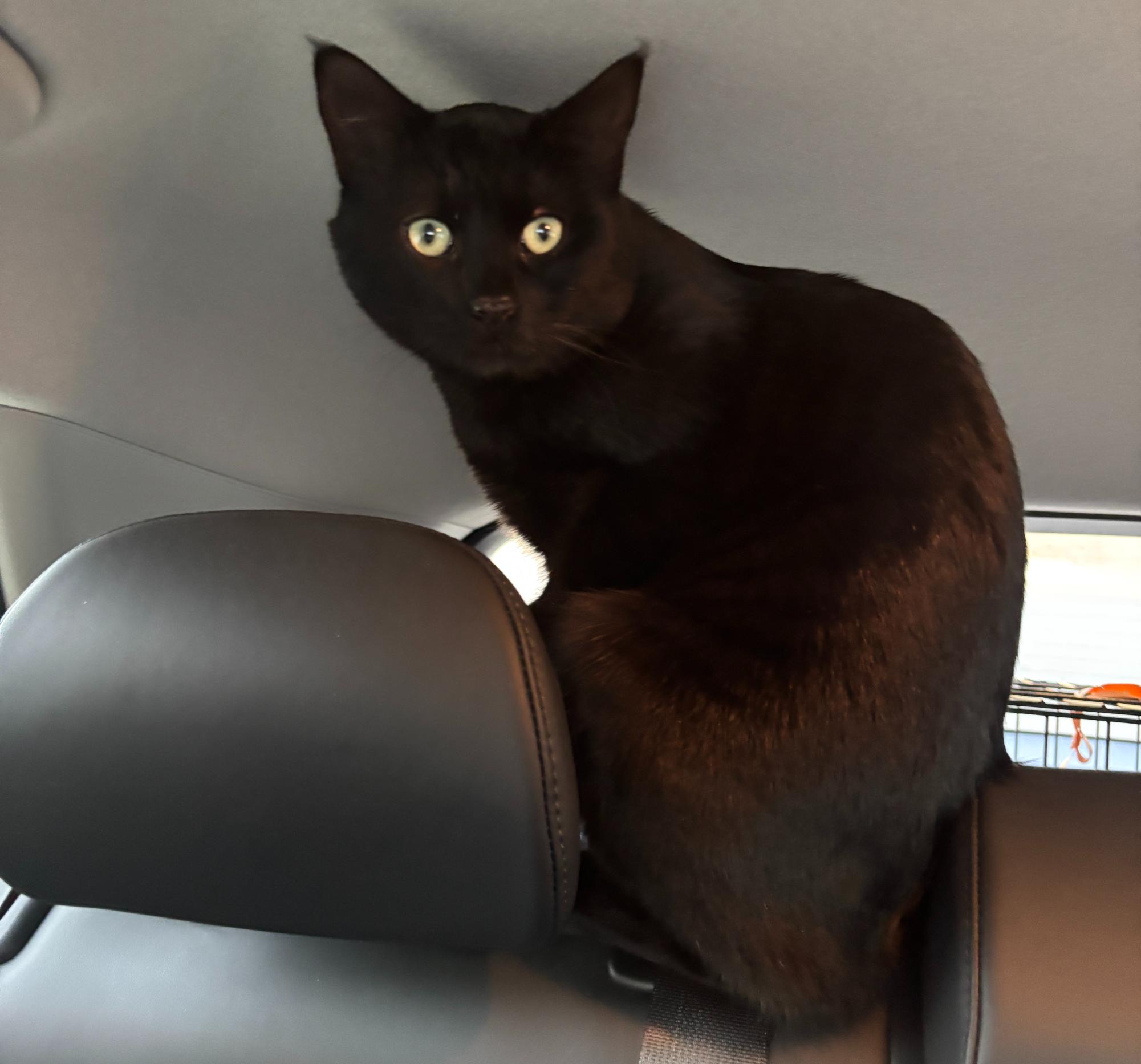 MECA’s Cat Has a New Home