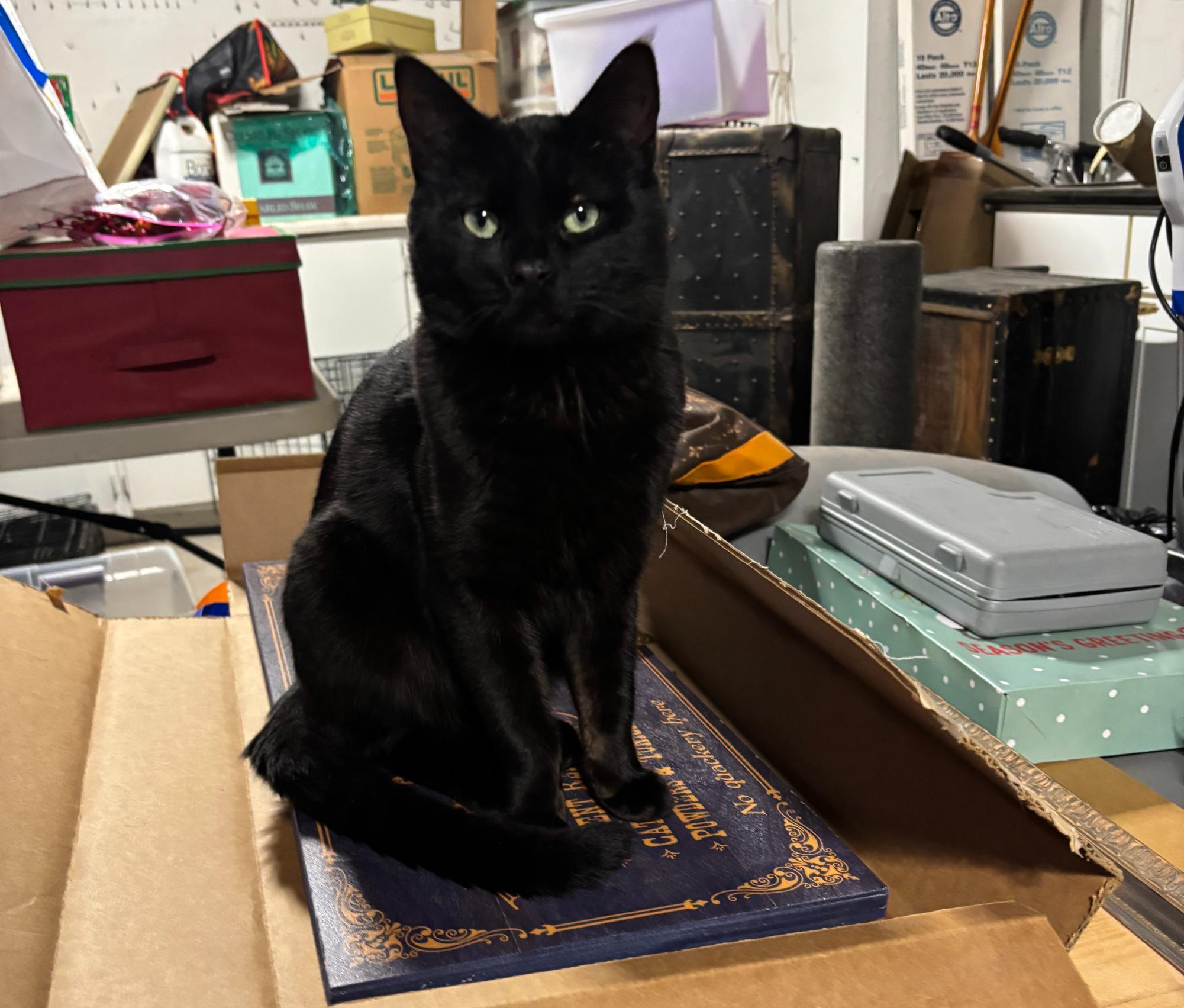 MECA’s Cat Has a New Home