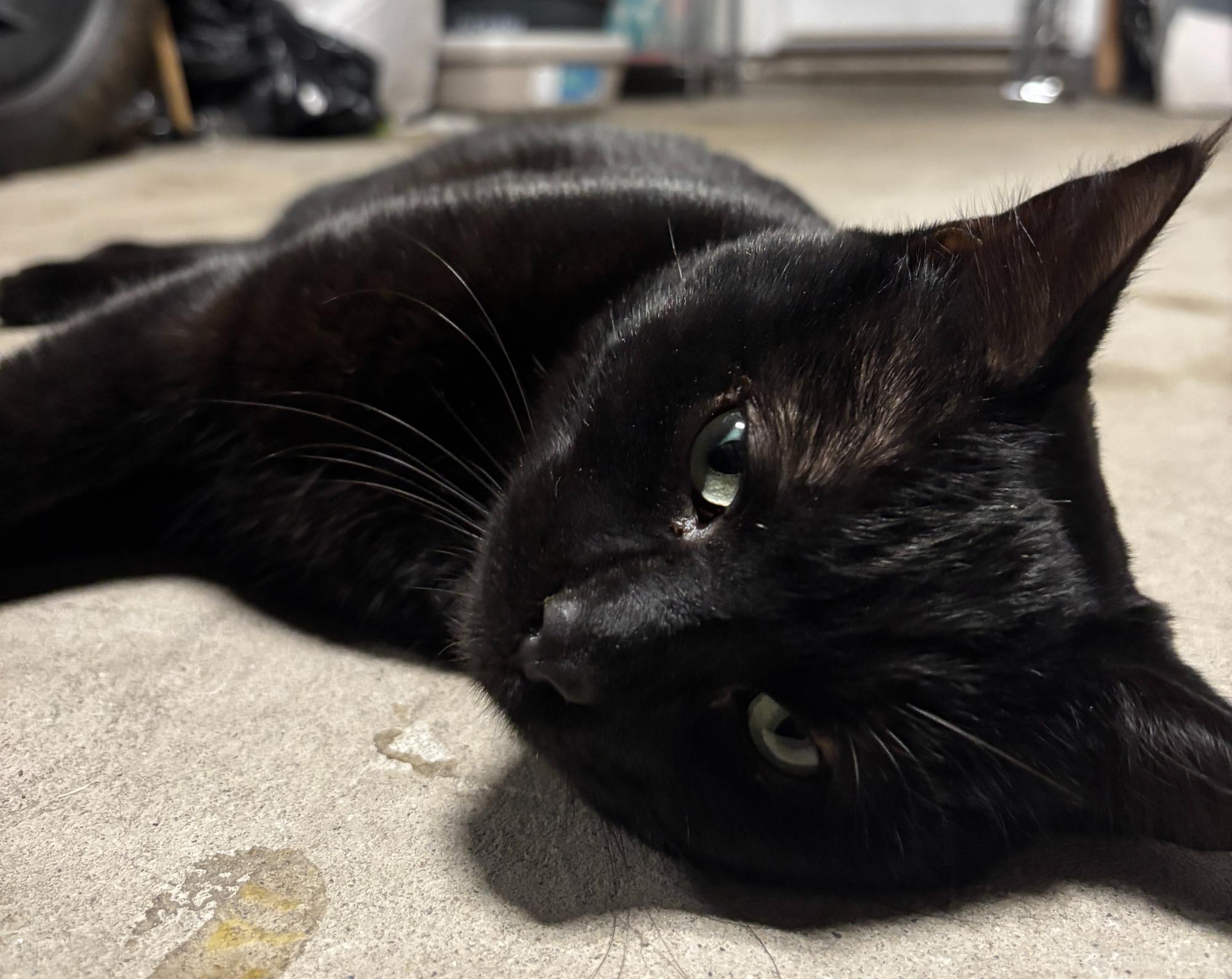 MECA’s Cat Has a New Home
