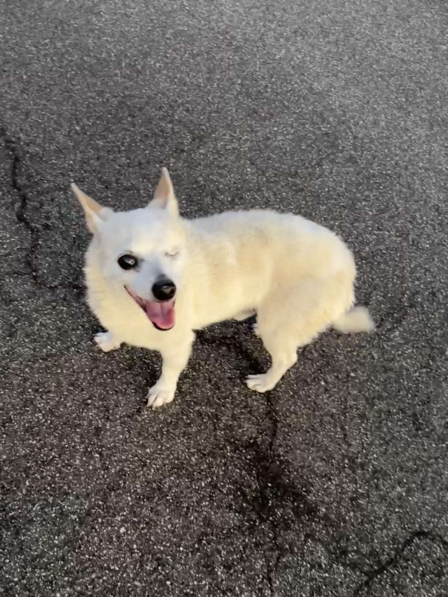 Juan is Romero's 14 year old dog, a resilient chiwawa that's learned to adapt. 