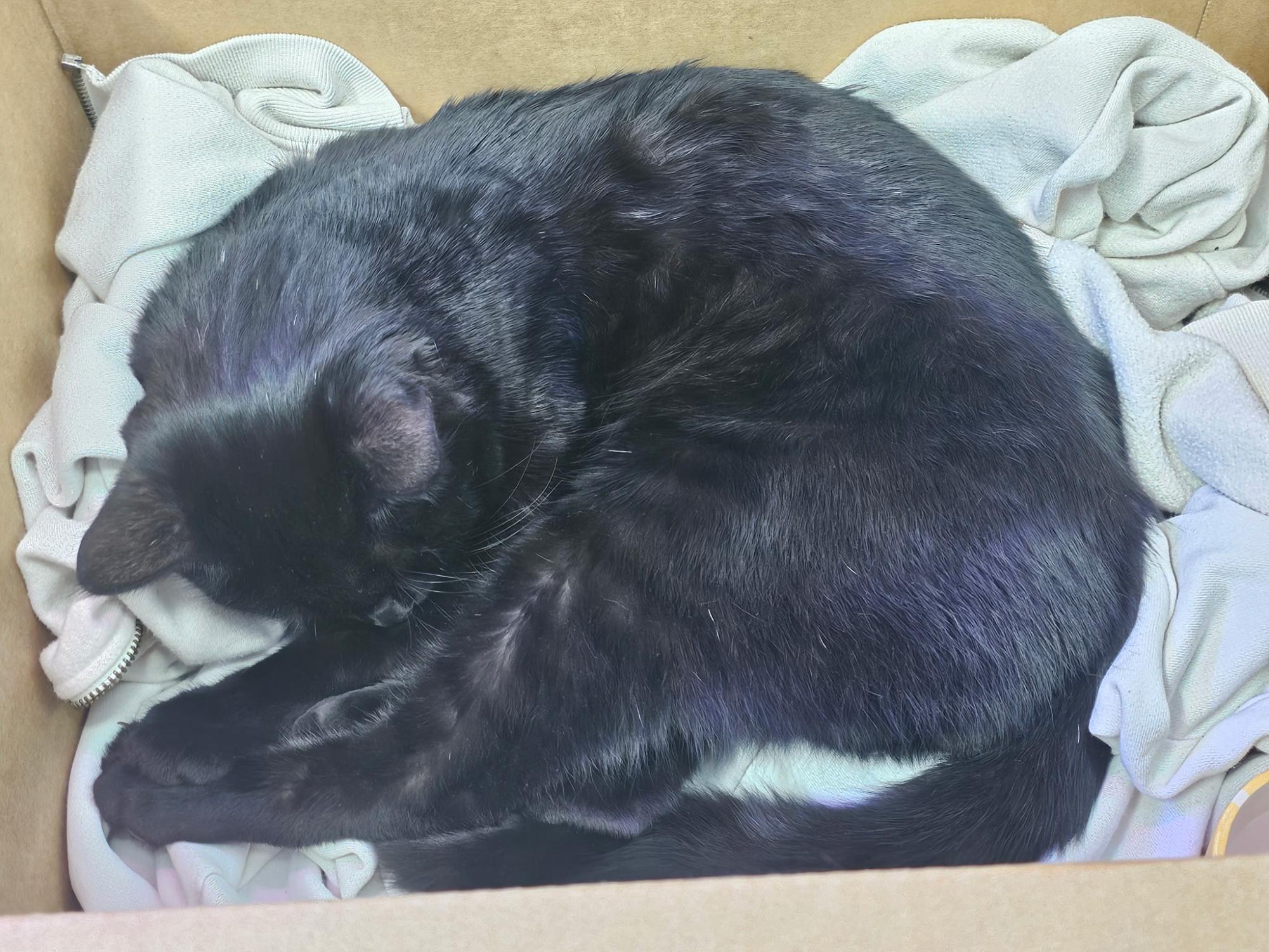 MECA’s Cat Has a New Home