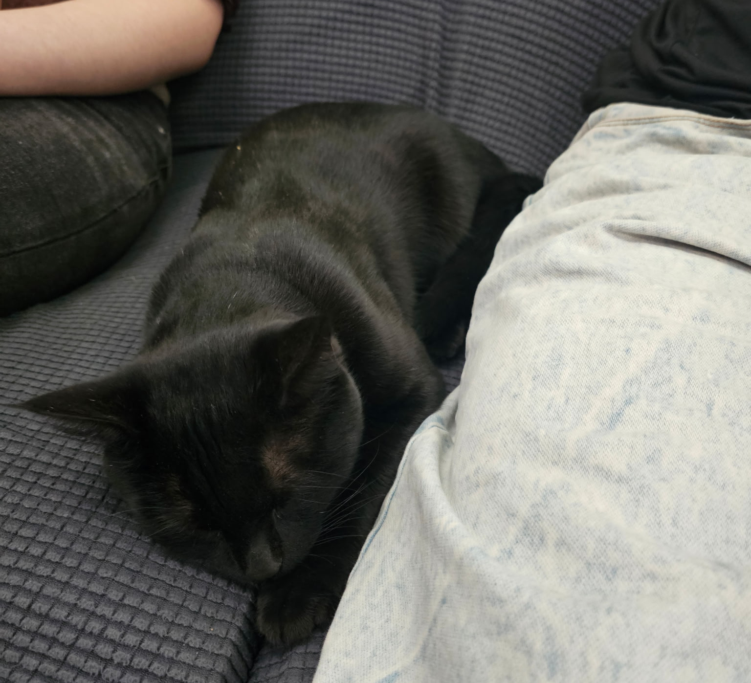 MECA’s Cat Has a New Home